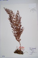 藏品(烏蕨)的圖片