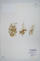 藏品(日本卷柏)的圖片