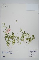 藏品(疏葉卷柏)的圖片