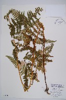 藏品(姬蕨)的圖片