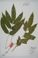 藏品(鎌羽雙蓋蕨)的圖片