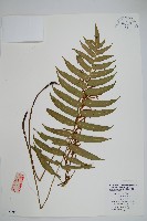 藏品(華東瘤足蕨)的圖片