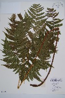 藏品(卵果短腸蕨)的圖片