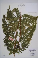 藏品(西南鱗蓋蕨)的圖片