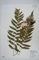 藏品(狹基鉤毛蕨)的圖片