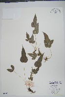 藏品(岩鳳尾蕨)的圖片