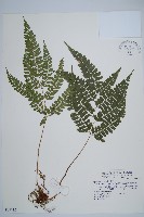 藏品(斜方複葉耳蕨)的圖片