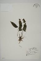 藏品(長尾鐵線蕨)的圖片