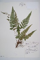 藏品(東洋蹄蓋蕨)的圖片