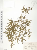 藏品(海金沙)的圖片