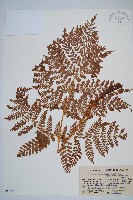 藏品(闊葉鱗毛蕨)的圖片
