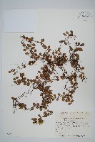 藏品(抱樹蕨、伏石蕨)的圖片