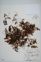 藏品(華東膜蕨)的圖片