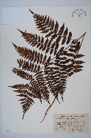 藏品(東北角蕨)的圖片