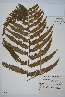 藏品(邊緣鱗蓋蕨)的圖片