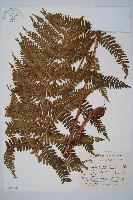 藏品(山地鱗毛蕨)的圖片