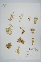 藏品(膜葉卷柏)的圖片