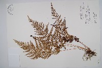 藏品(烏蕨)的圖片