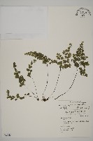 藏品(鐵線蕨)的圖片