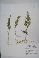 藏品(密葉卷柏)的圖片