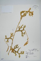 藏品(石松)的圖片