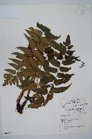 藏品(貫眾蕨)的圖片