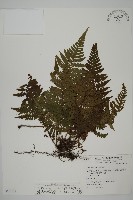 藏品(愛德氏肋毛蕨)的圖片