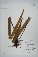 藏品(星蕨)的圖片