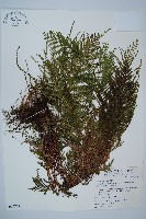 藏品(二羽達邊蕨)的圖片