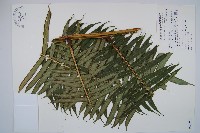 藏品(蘭嶼觀音座蓮)的圖片