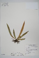 藏品(蘭嶼車前蕨)的圖片