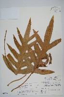 藏品(海岸星蕨)的圖片