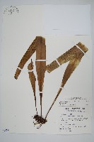 藏品(星蕨)的圖片