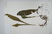 藏品(萊氏線蕨)的圖片