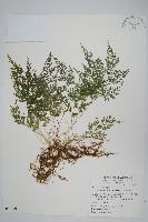 藏品(日本金粉蕨)的圖片