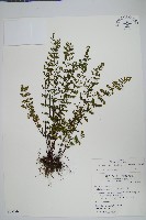 藏品(細葉碎米蕨)的圖片