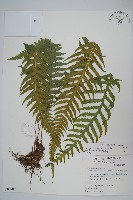 藏品(翅軸假金星蕨、短柄卵果蕨)的圖片