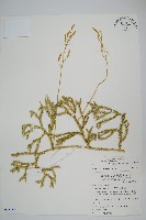 藏品(石松)的圖片