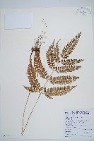 藏品(斜方複葉耳蕨)的圖片