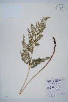 藏品(小葉複葉耳蕨)的圖片