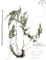 藏品(半邊羽裂鳳尾蕨)的圖片