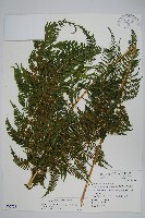 藏品(粗毛金星蕨)的圖片