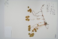 藏品(田字草)的圖片