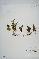 藏品(細葉蕗蕨)的圖片