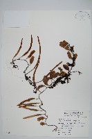 藏品(抱樹石葦)的圖片