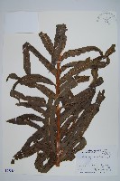 藏品(長葉星蕨)的圖片