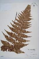 藏品(韓氏桫欏)的圖片