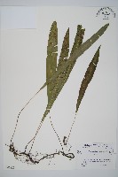 藏品(單葉雙蓋蕨)的圖片