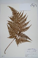 藏品(棕邊鱗毛蕨)的圖片