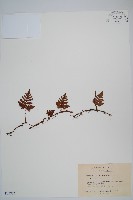 藏品(陰石蕨)的圖片